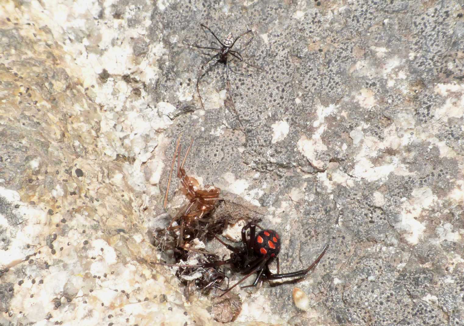 Latrodectus tredecimguttatus: maschi scapoli e ammogliati